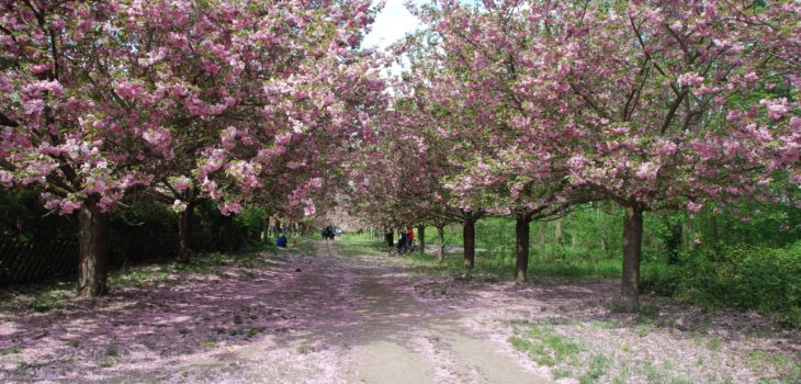 Hanami